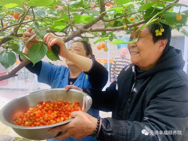 “酸中有甜 甜中有乐”又是一年樱桃成熟时-无锡幸福颐养院-第3张图片-无锡护理院|无锡养老院|老年公寓|无锡养老服务网